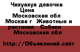 Чихуахуа девочка › Цена ­ 15 000 - Московская обл., Москва г. Животные и растения » Собаки   . Московская обл.